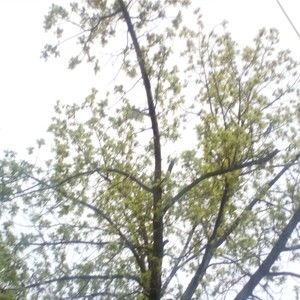 Meet your Posher, Alisha